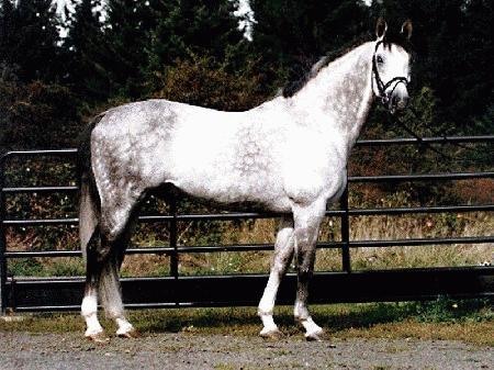 Светлая Баварская теплокровная верховая лошадь, фото