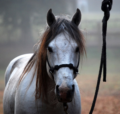 Серая лошадь породы Флоридский Крэкер, фото