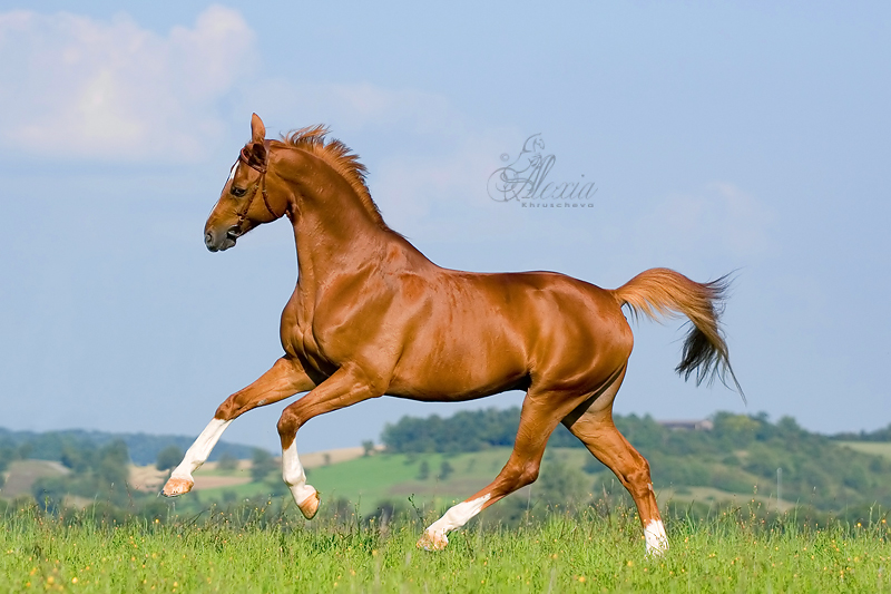Скачущая Баварская теплокровная верховая лошадь, фото