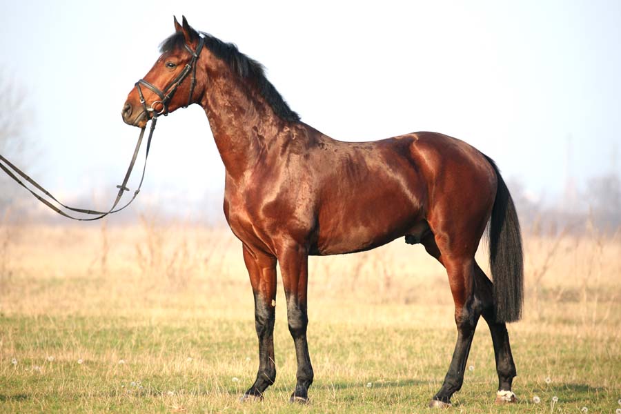 Статная Восточно-болгарская лошадь, фото