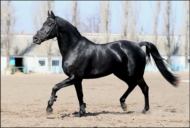 Русские породы лошадей с фотографиями