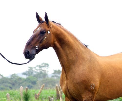Статная лошадь породы Камполина, фото