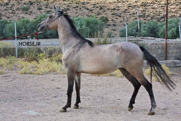 Стройная Иомудская лошадь, фото
