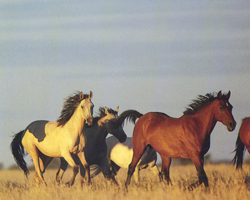 Табун лошадей породы Катхиавари, фото