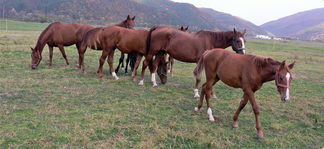 Табун лошадей породы Плевен, фото