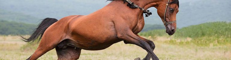 Теннесийская прогулочная порода лошадей