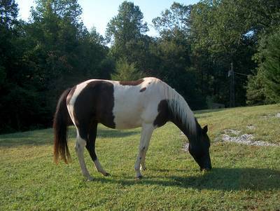 Теннесийская прогулочная лошадь щиплет травку, фото