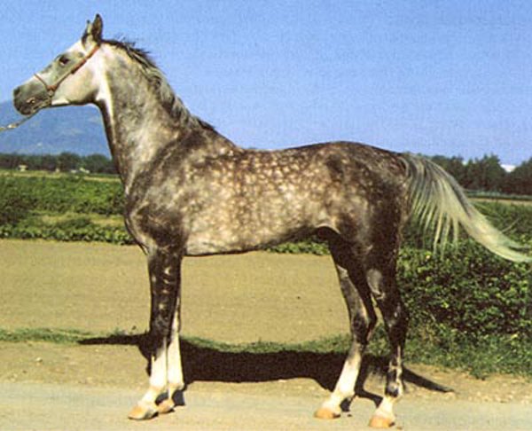 Тушинская порода лошадей в Грузии, фото
