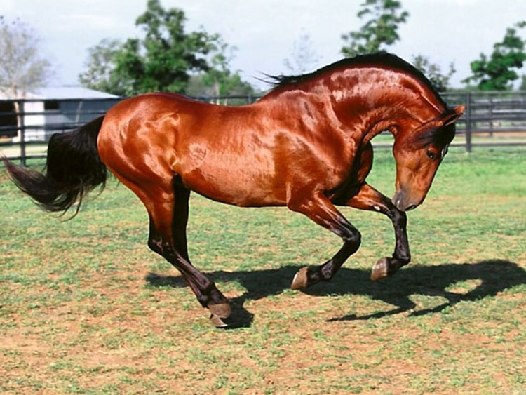 Тушинская порода лошадей на скаку, фото