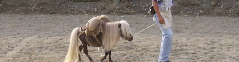 Самая маленькая лошадь в мире — фалабелла