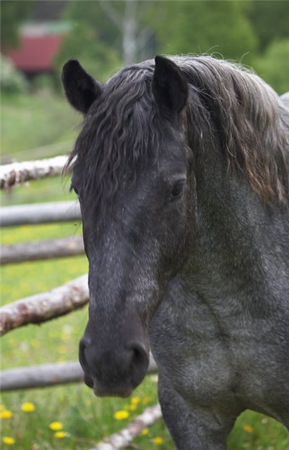 Фото красивой лошади вороно-чалой масти