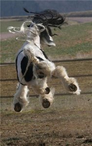 Фото лошади вороно-пегой масти