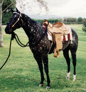 Фото лошади вороно-чубарой масти типа снежок