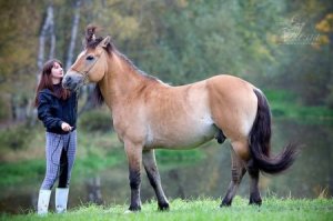 Фото лошади по имени «Грохот» белорусской упряжной породы, гнедо-саврасой масти