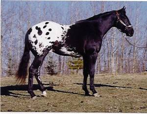 Фото лошади породы колорадо рейнджер чепрачной масти