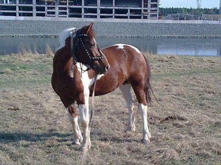 Фото лошади рыже-пегой масти