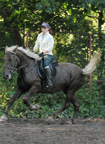 Фото лошади серебристо-вороной масти