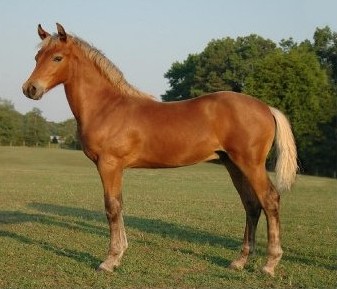 Фото лошади серебристо-гнедой масти породы морган
