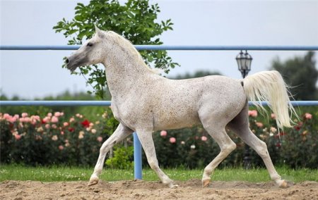 Фото лошади серой в красную гречку (форелевой) масти арабской породы