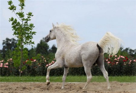 Фото лошади серой в красную гречку (форелевой)