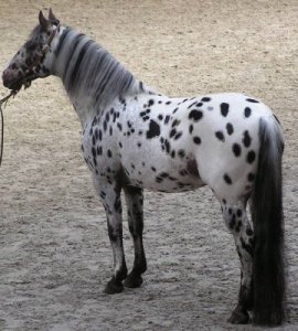 Фото лошади чубарой масти породы