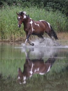 Фото лошадки гнедо-пегой масти