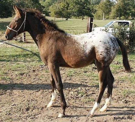 Фото чепрачной масти лошади теннесийской породы