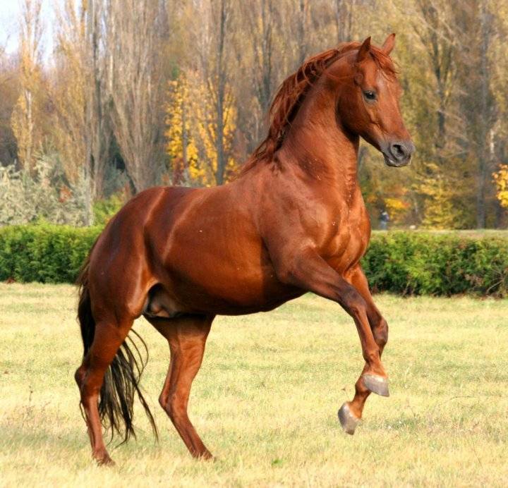 Французская верховая лошадь (Сель) во всей красе, фото