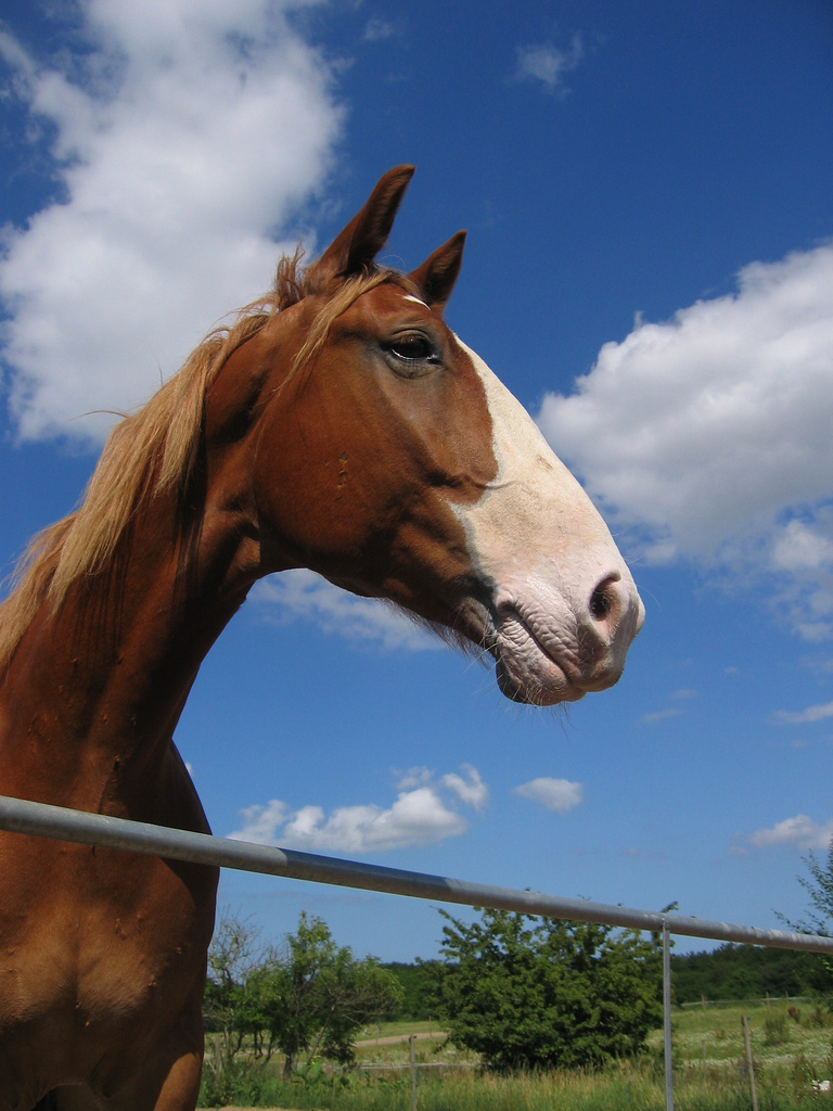 Фредериксборгская лошадь, фото