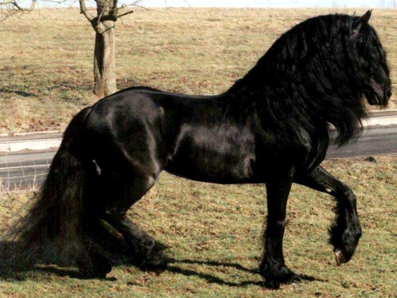 Фризская лошадь, фото