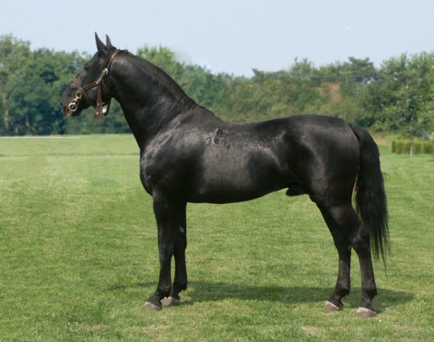 Черная лошадь породы Нониус, фото