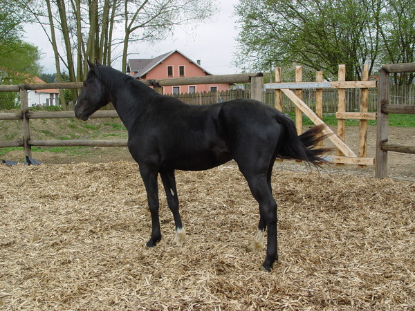 Черная Албанская (мизекайская) порода лошадей, фото