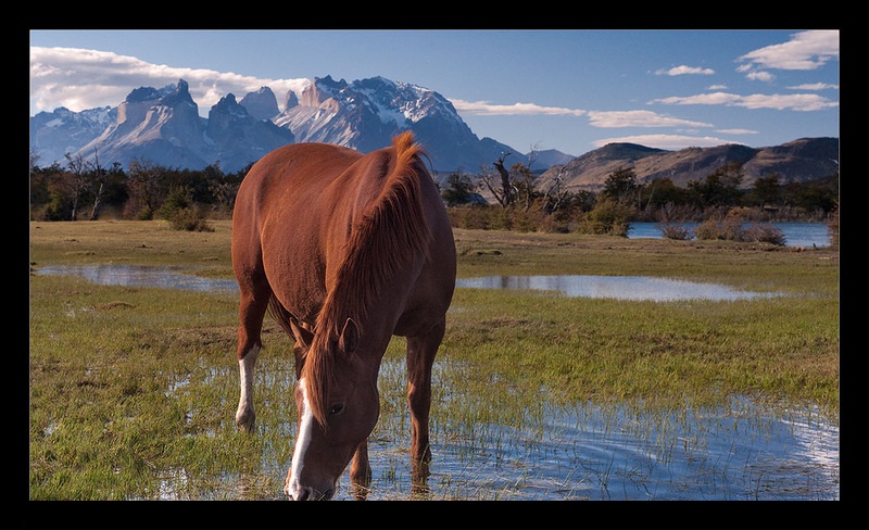 Чилийская лошадь на водопое, фото