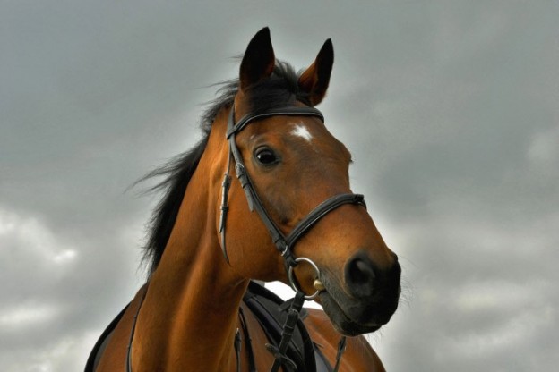 Породы лошадей с фотографиями и названиями и описанием для верховой езды
