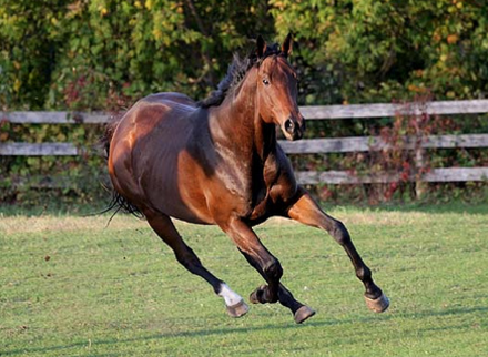 Чистокровная верховая лошадь на бегу, фото