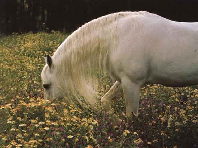 Чистокровная испанская лошадь в цветах, фото
