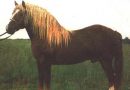 Южно-германская порода лошадей