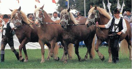 Южно-германская порода лошадей в уздечках, фото