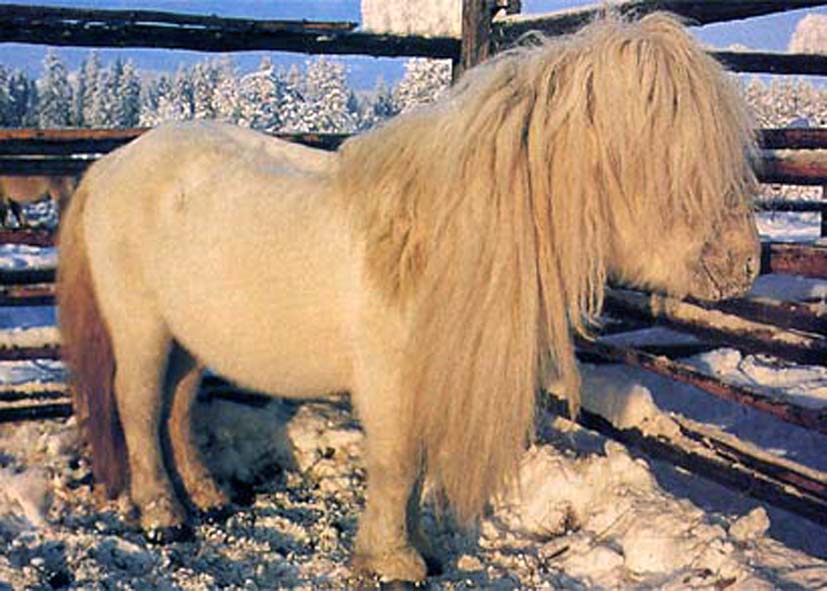 Якутская лошадь, фото