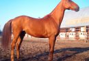 Иомудская лошадь — лошадиная порода