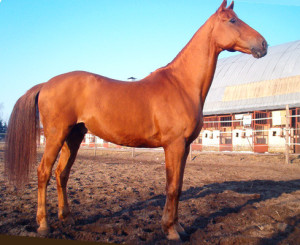 Яркая Иомудская лошадь, фото