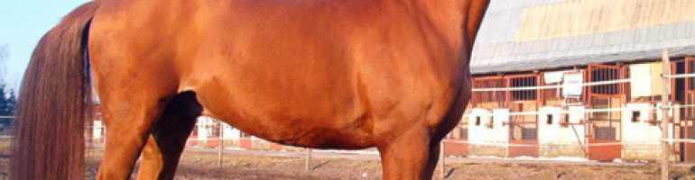 Иомудская лошадь — лошадиная порода