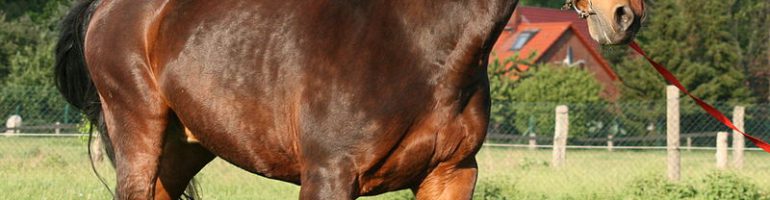 Латвийская упряжная порода лошадей: фото, видео, описание и характеристика,история