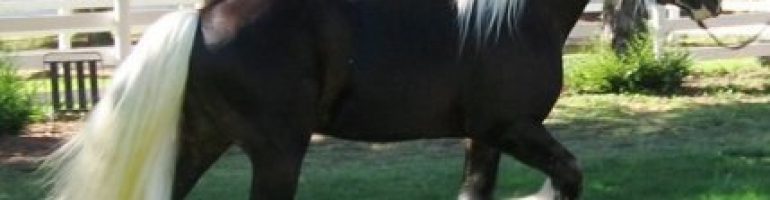 Лошади породы Тинкер: фото и картинки, характеристики, описание, история,цена