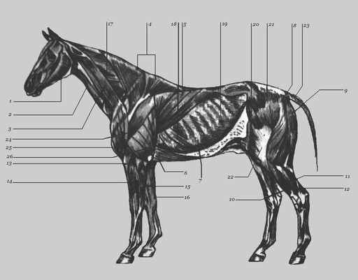 Muscle horse. Мышцы туловища лошади анатомия. Топографическая анатомия лошади. Анатомия мускулатуры лошади. Поверхностная грудная мышца лошади.