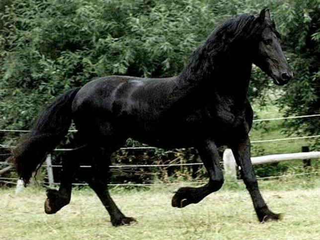 Голландская упряжная, ломовая лошадь: фото, описание, происхождение