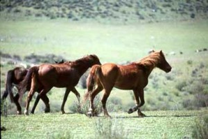 лошади в долине