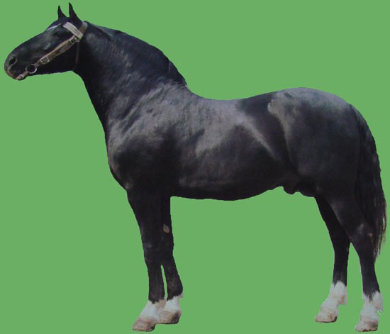 Латвийская упряжная порода лошадей: фото, видео, описание и характеристика,история