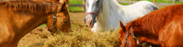 Строение и особенности желудка лошади