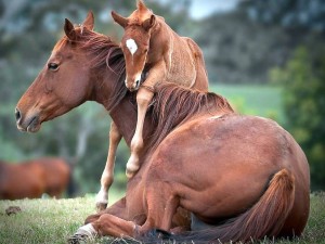 Роды лошадей